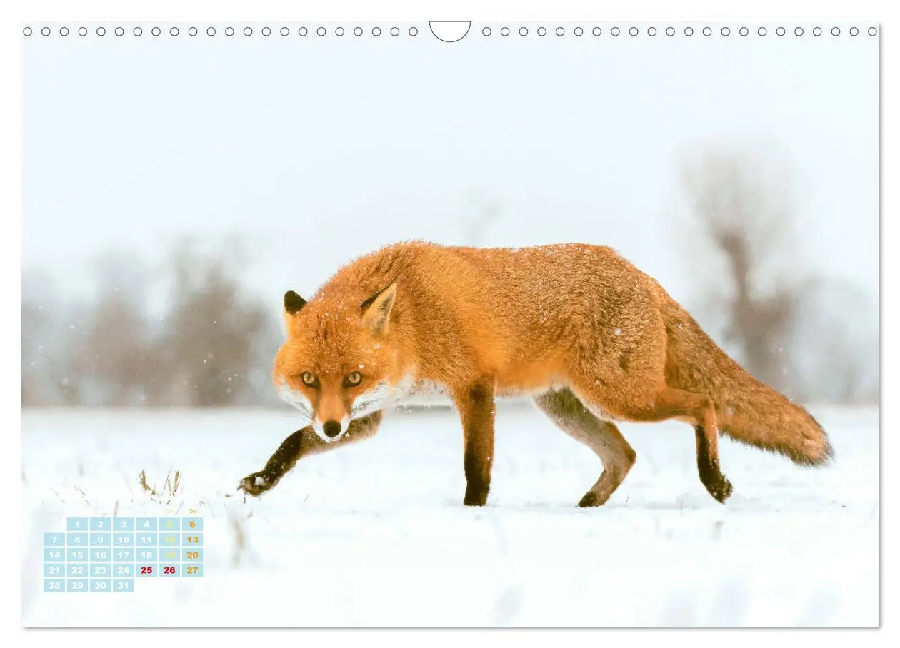 Bild: 9783516600858 | Der Fuchs: Kluger Jäger (Wandkalender 2026 DIN A3 quer), CALVENDO...