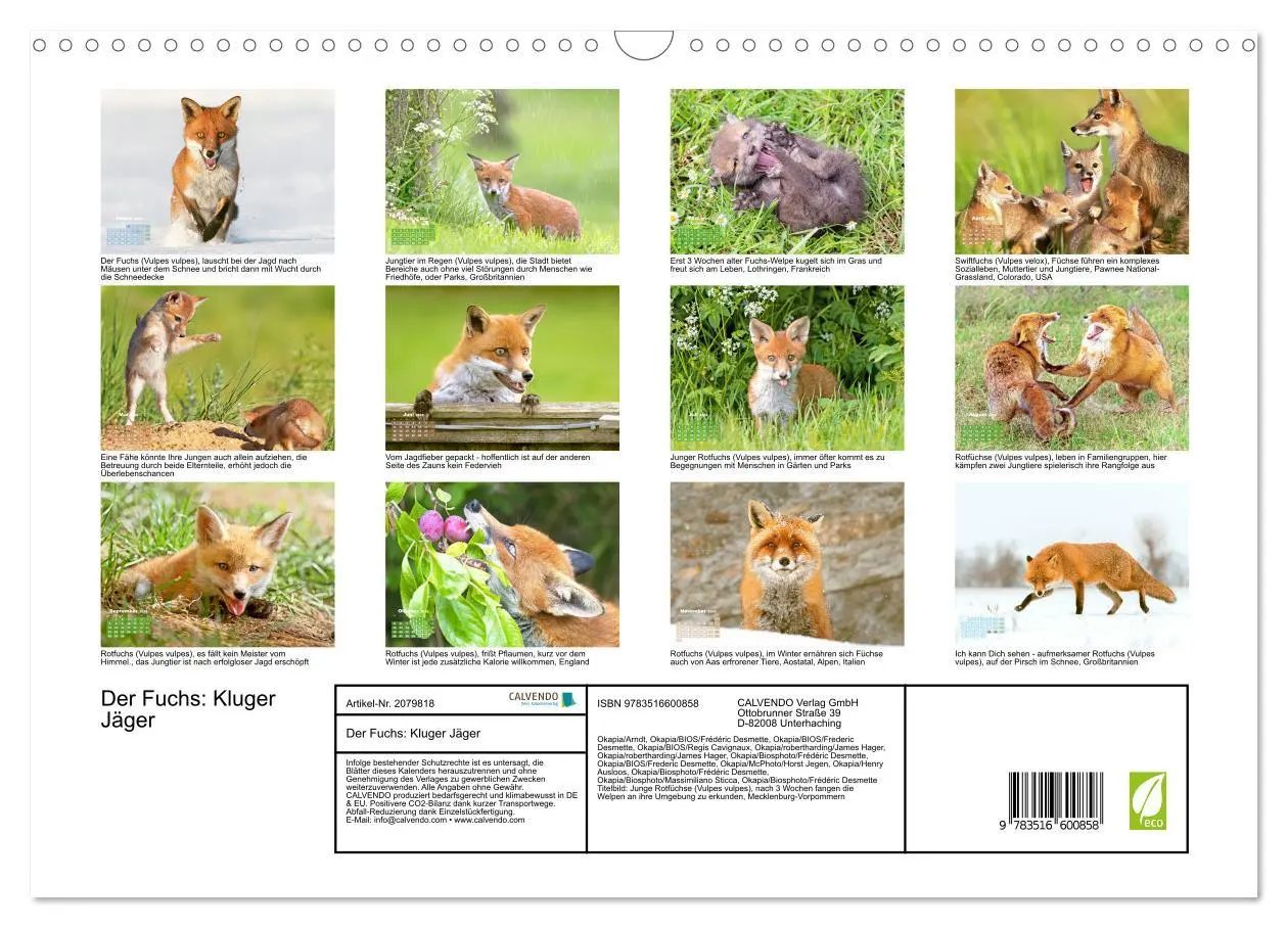 Bild: 9783516600858 | Der Fuchs: Kluger Jäger (Wandkalender 2026 DIN A3 quer), CALVENDO...