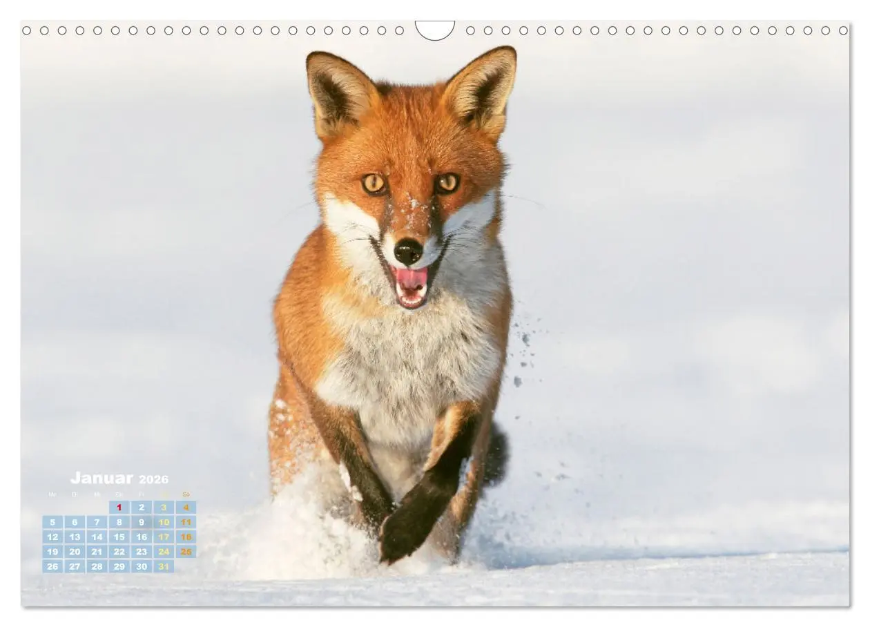 Bild: 9783516600858 | Der Fuchs: Kluger Jäger (Wandkalender 2026 DIN A3 quer), CALVENDO...