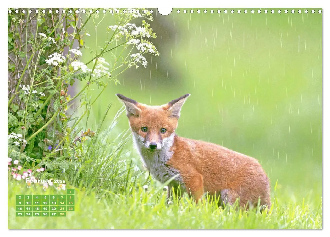 Bild: 9783516600858 | Der Fuchs: Kluger Jäger (Wandkalender 2026 DIN A3 quer), CALVENDO...
