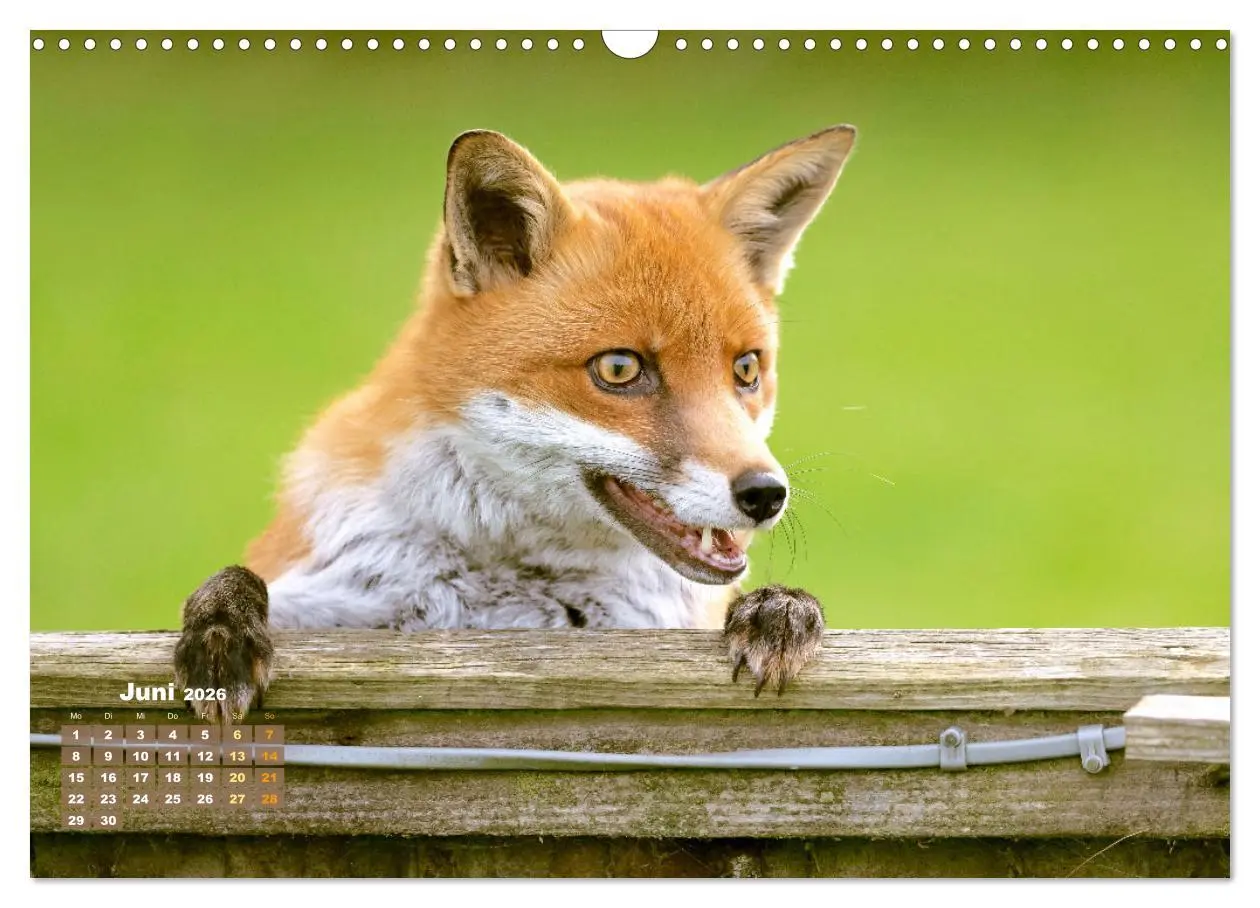 Bild: 9783516600858 | Der Fuchs: Kluger Jäger (Wandkalender 2026 DIN A3 quer), CALVENDO...