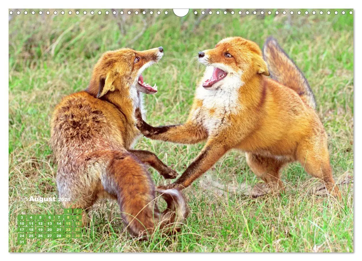 Bild: 9783516600858 | Der Fuchs: Kluger Jäger (Wandkalender 2026 DIN A3 quer), CALVENDO...