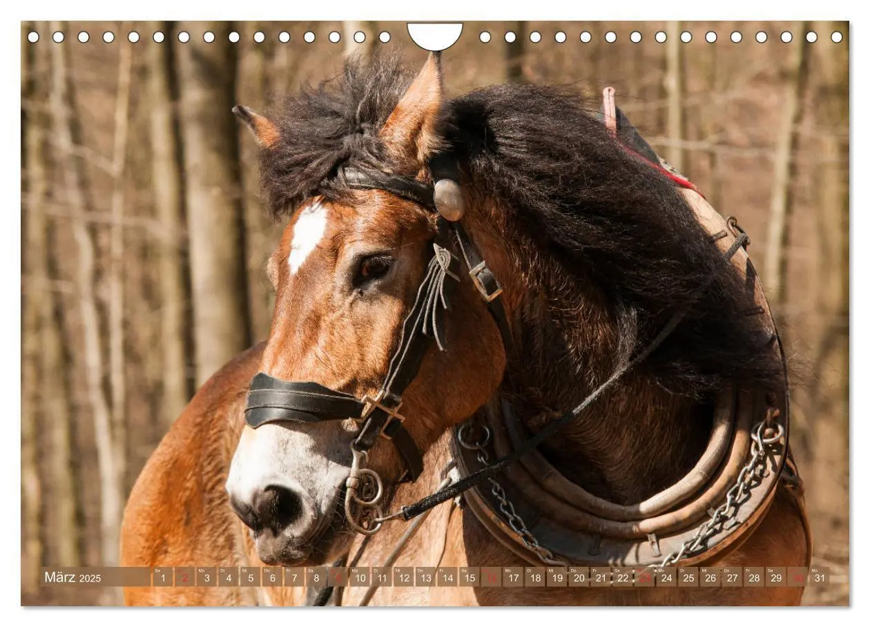 Bild: 9783435270958 | Kaltblüter - Schwere Pferde mit Charme (Wandkalender 2025 DIN A4...