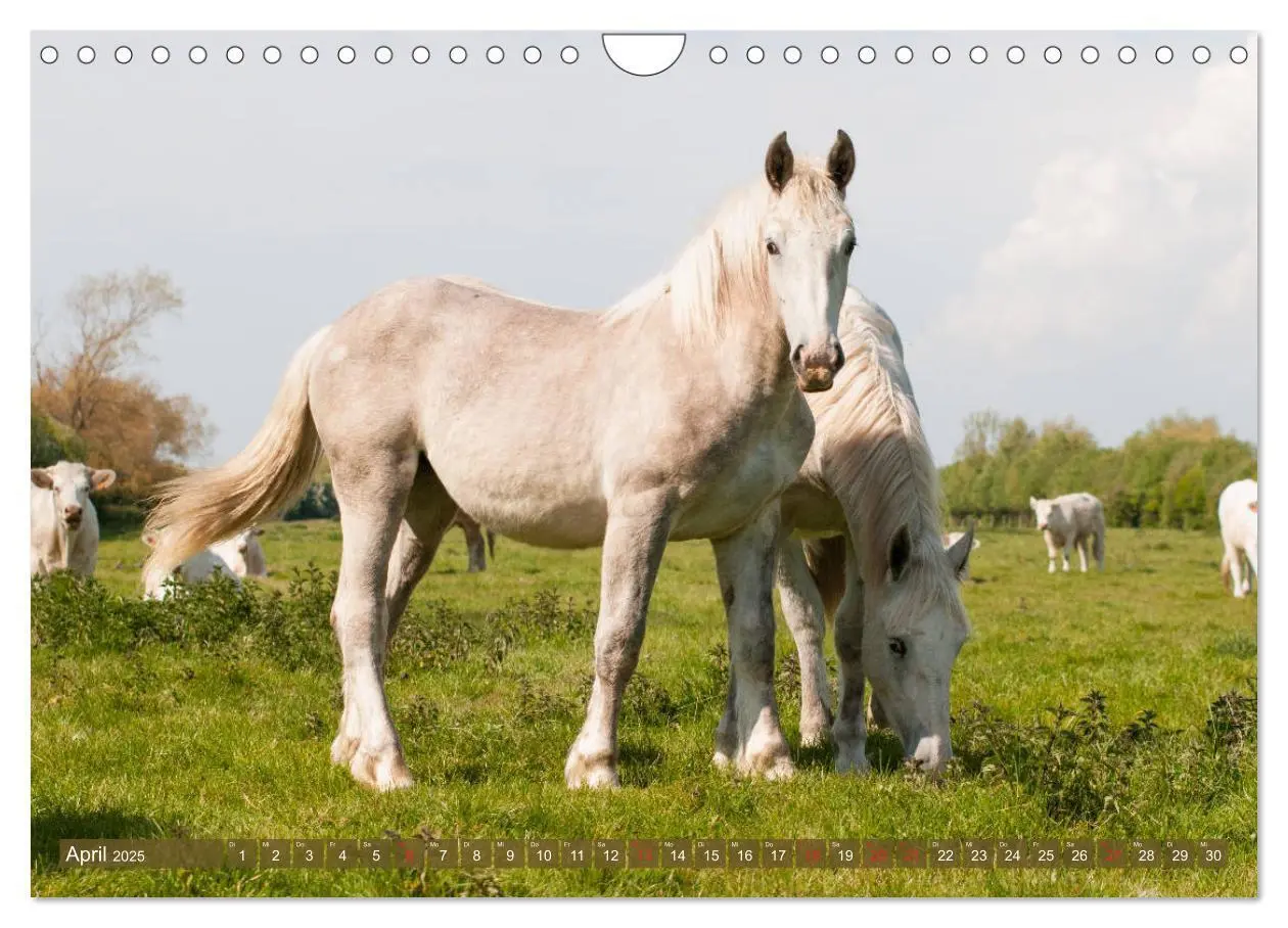 Bild: 9783435270958 | Kaltblüter - Schwere Pferde mit Charme (Wandkalender 2025 DIN A4...