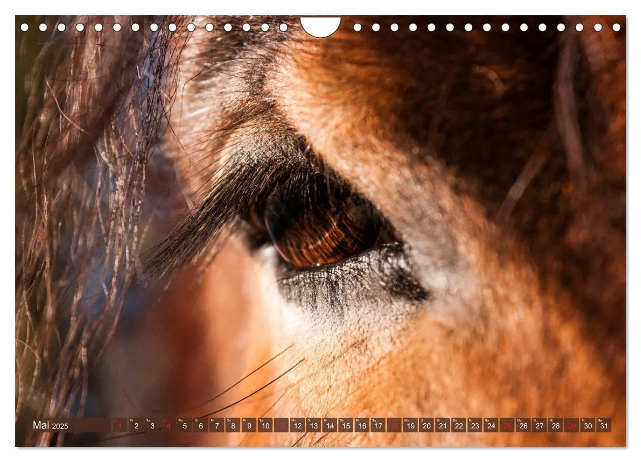 Bild: 9783435270958 | Kaltblüter - Schwere Pferde mit Charme (Wandkalender 2025 DIN A4...