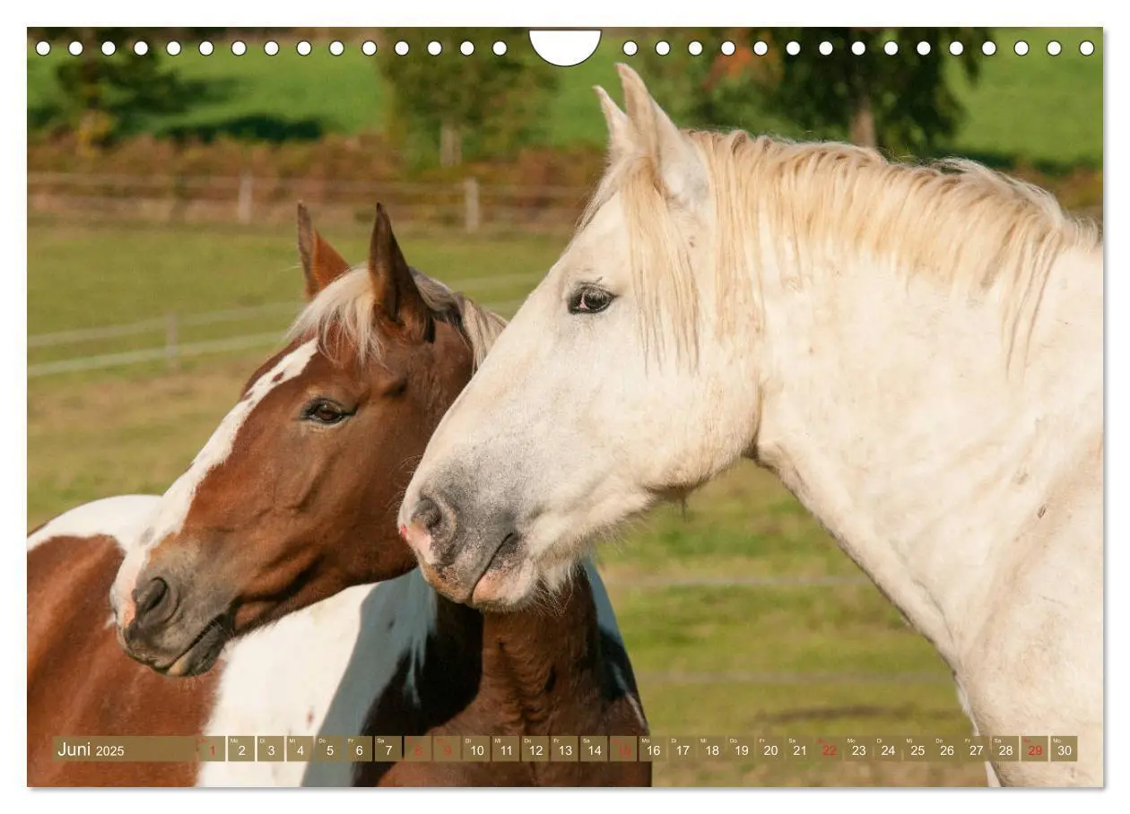 Bild: 9783435270958 | Kaltblüter - Schwere Pferde mit Charme (Wandkalender 2025 DIN A4...