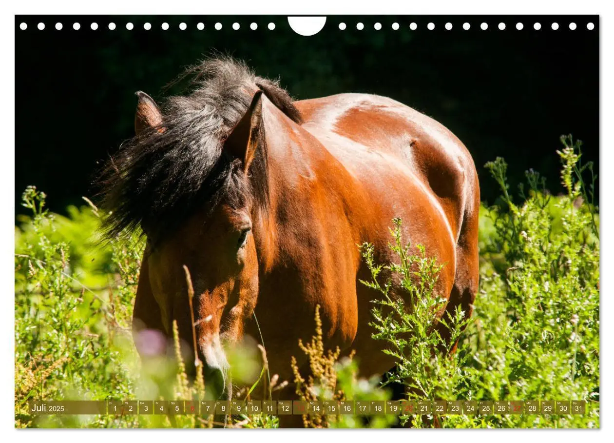 Bild: 9783435270958 | Kaltblüter - Schwere Pferde mit Charme (Wandkalender 2025 DIN A4...