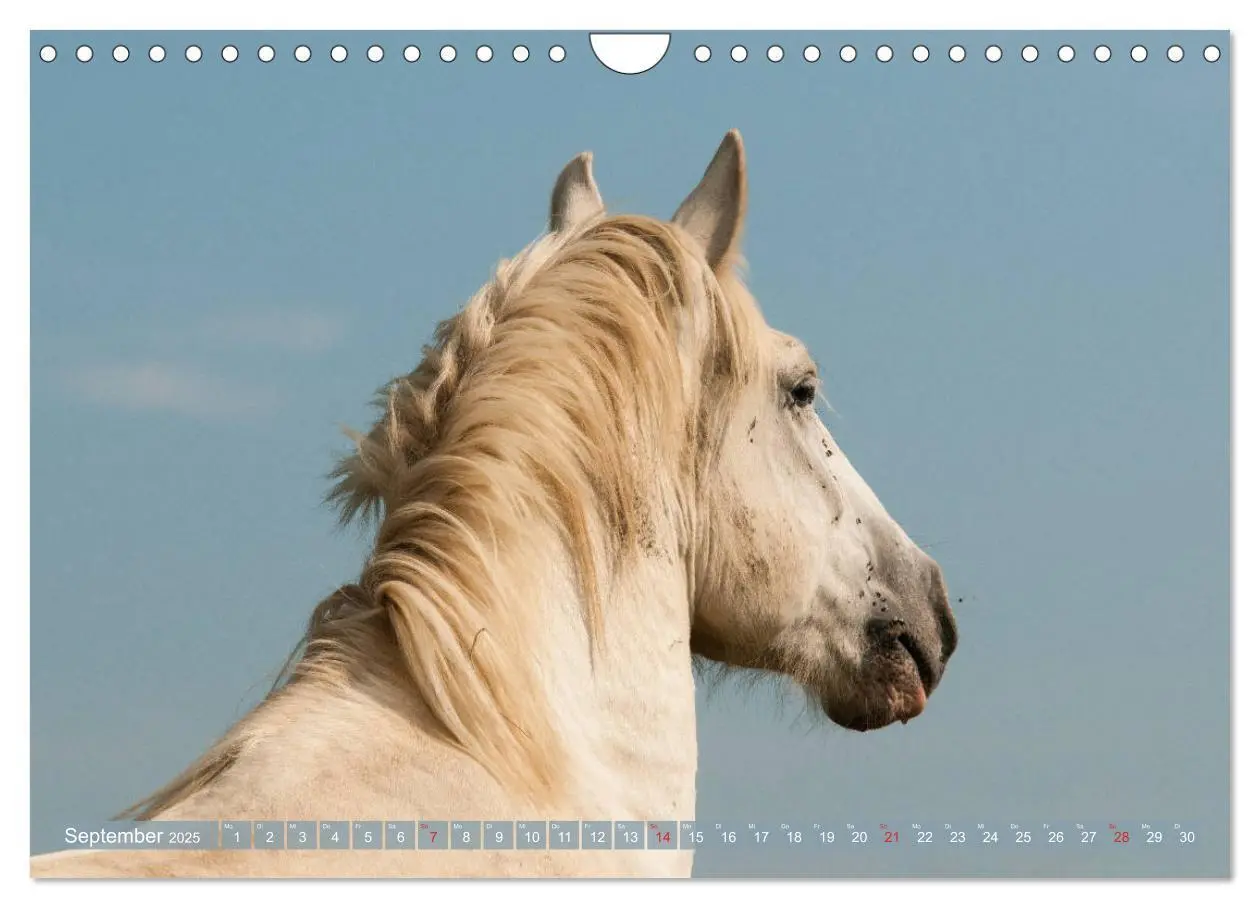 Bild: 9783435270958 | Kaltblüter - Schwere Pferde mit Charme (Wandkalender 2025 DIN A4...