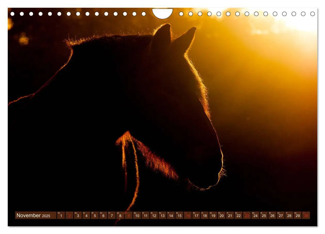 Bild: 9783435270958 | Kaltblüter - Schwere Pferde mit Charme (Wandkalender 2025 DIN A4...