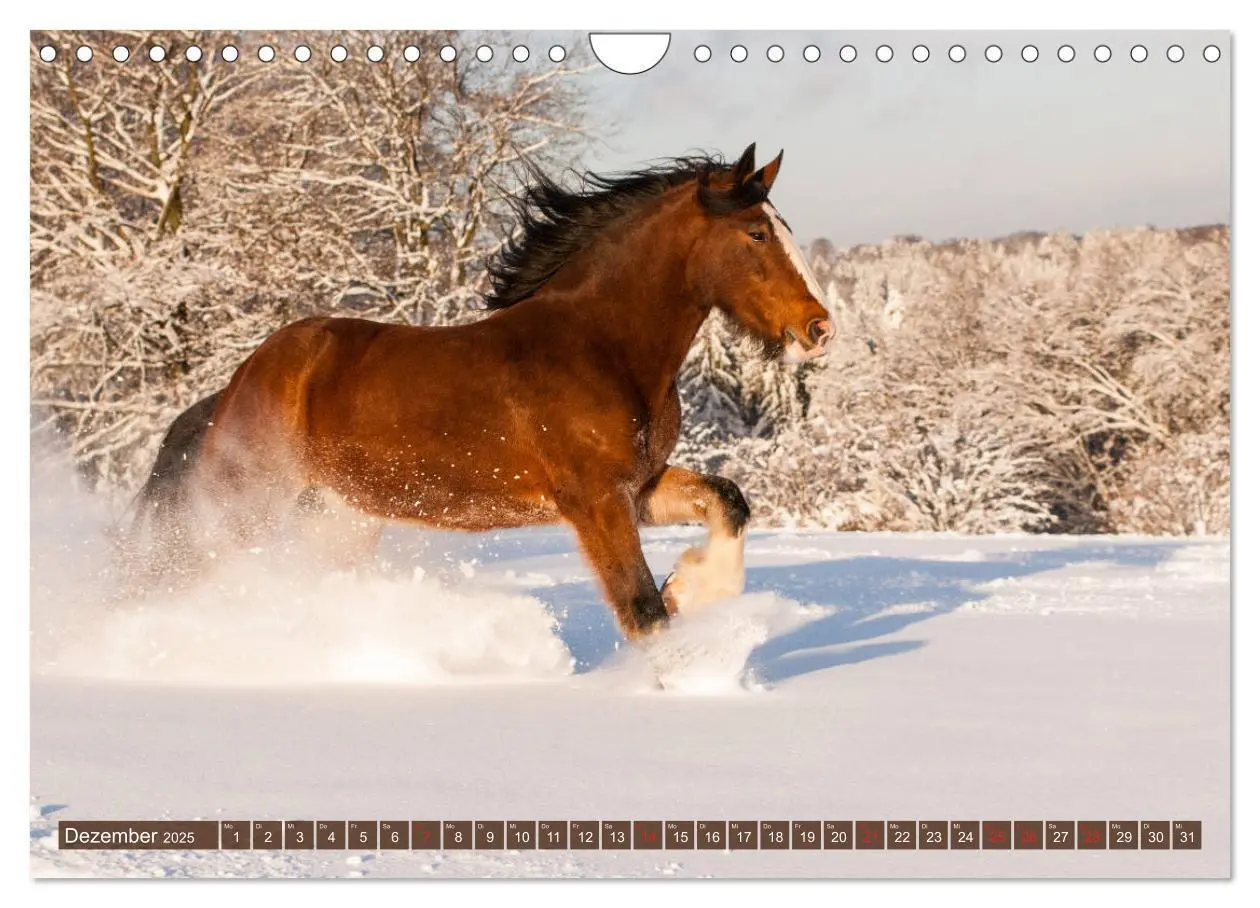 Bild: 9783435270958 | Kaltblüter - Schwere Pferde mit Charme (Wandkalender 2025 DIN A4...