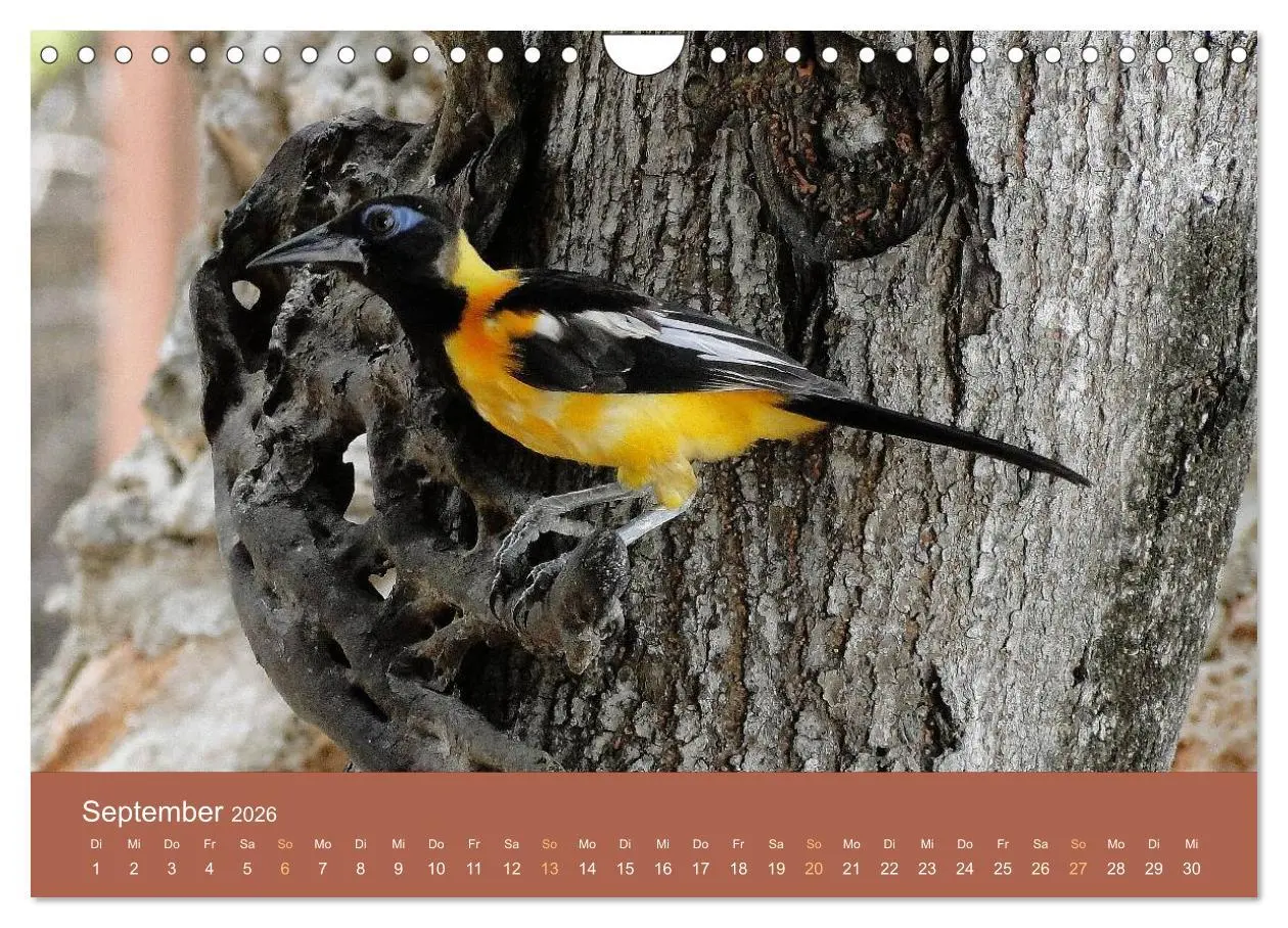 Bild: 9783516210958 | ABC: Aruba - Bonaire - Curaçao (Wandkalender 2026 DIN A4 quer),...