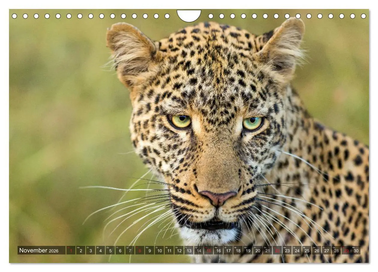 Bild: 9783516021158 | Ostafrika (Wandkalender 2026 DIN A4 quer), CALVENDO Monatskalender