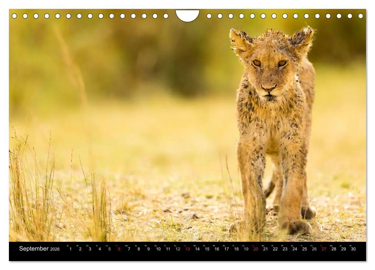 Bild: 9783516021158 | Ostafrika (Wandkalender 2026 DIN A4 quer), CALVENDO Monatskalender