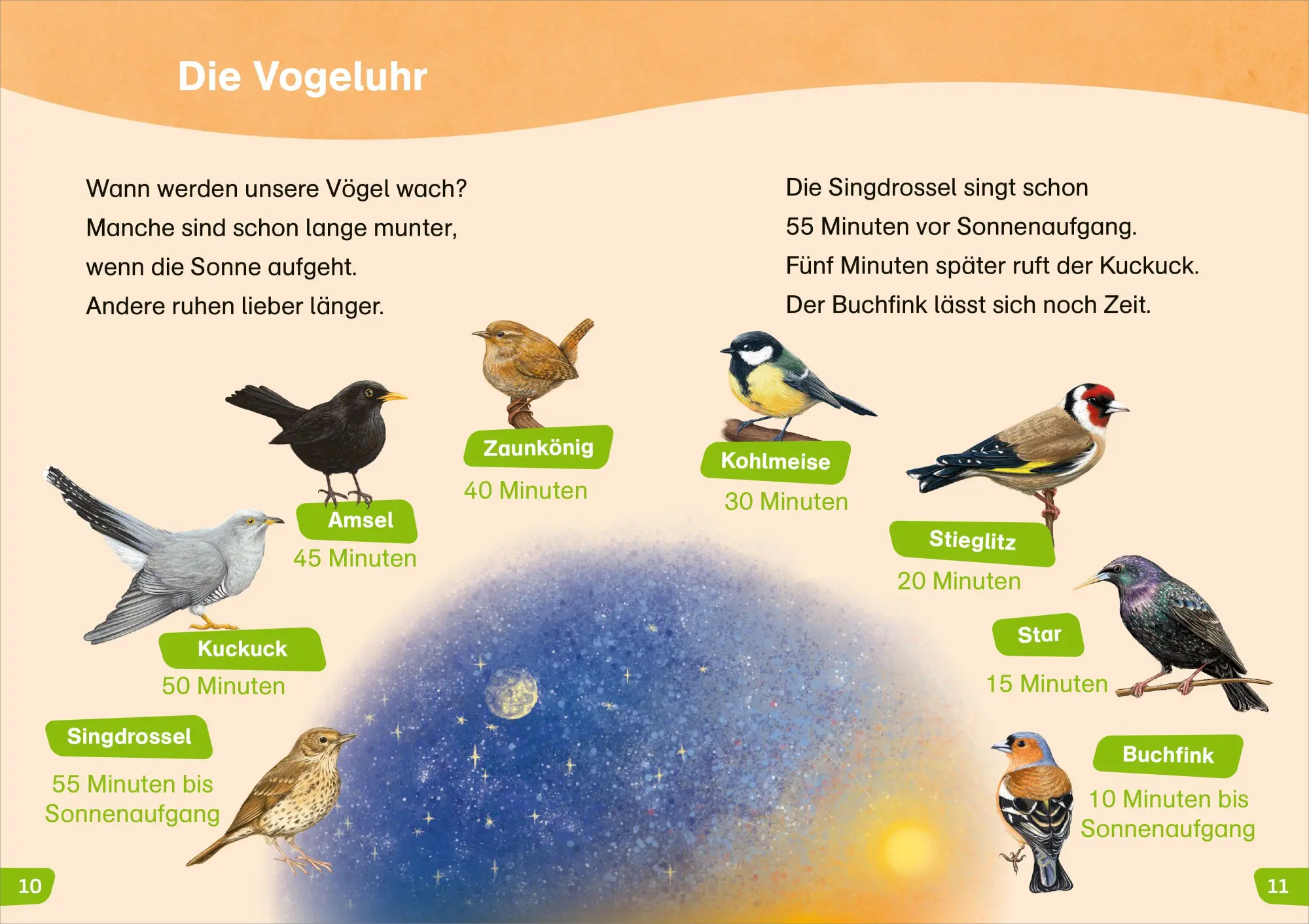 Bild: 9783788681258 | WAS IST WAS Erstes Lesen easy! Wie leben unsere Vögel? | Meierjürgen