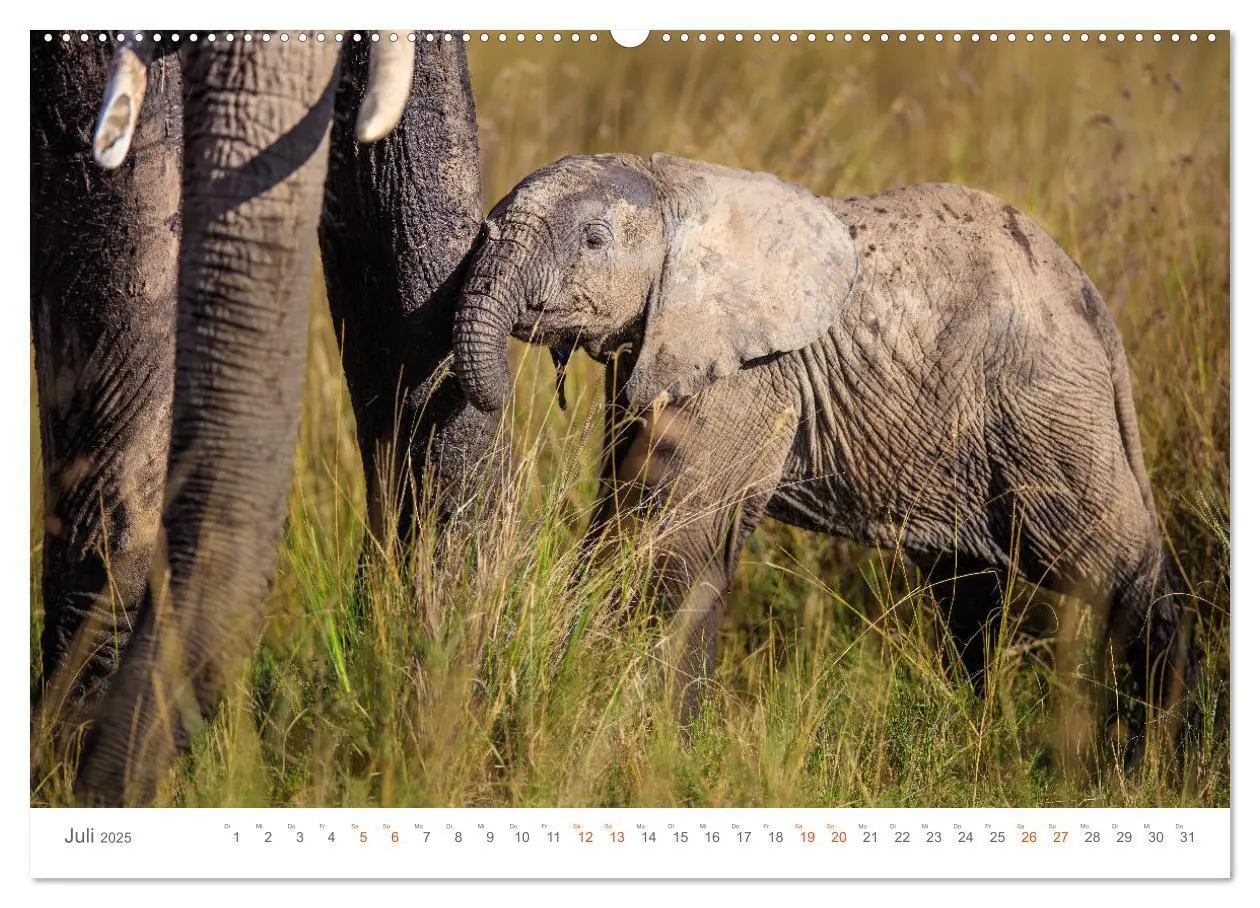Bild: 9783435291458 | Safari Kenia (Wandkalender 2025 DIN A2 quer), CALVENDO Monatskalender