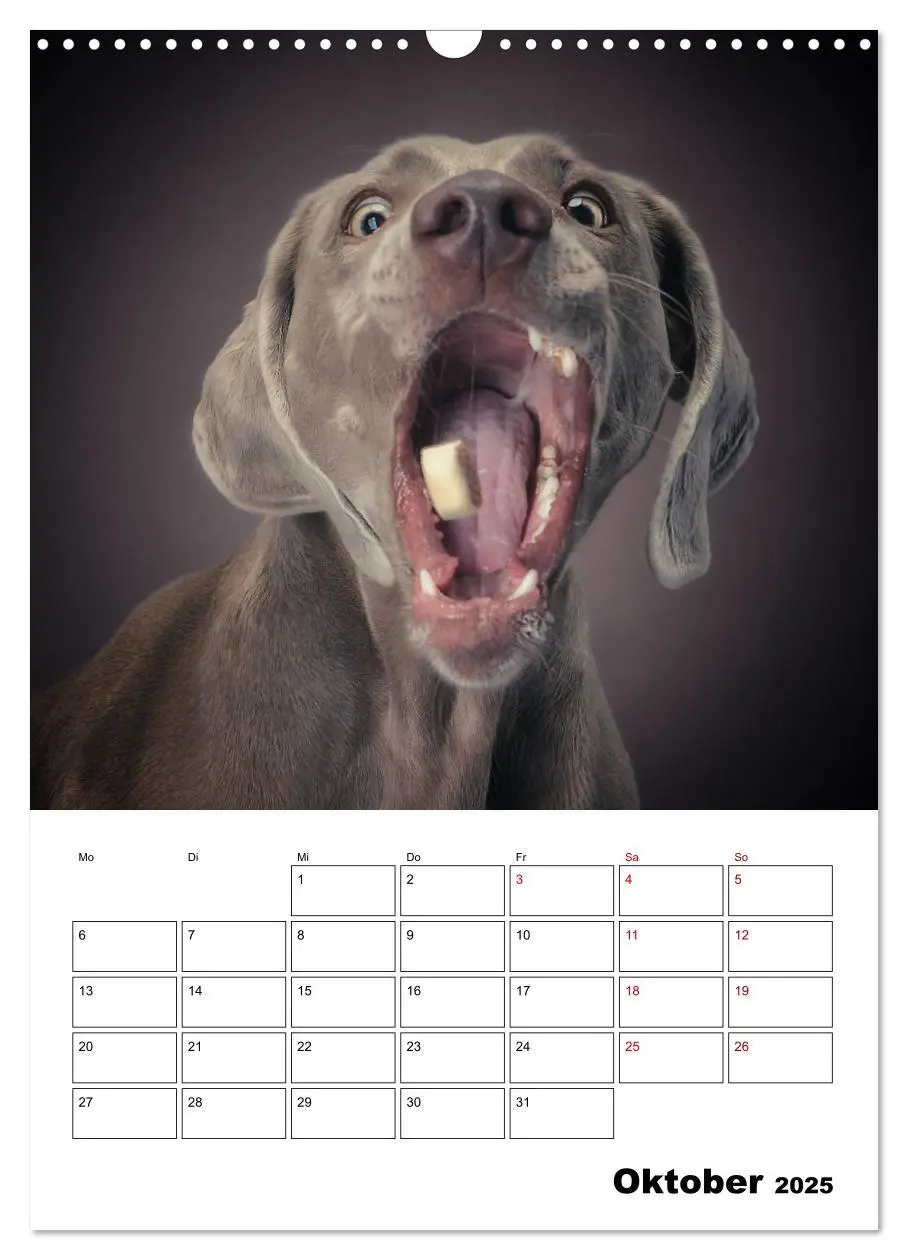 Bild: 9783435981458 | Fang das Leckerli (Wandkalender 2025 DIN A3 hoch), CALVENDO...