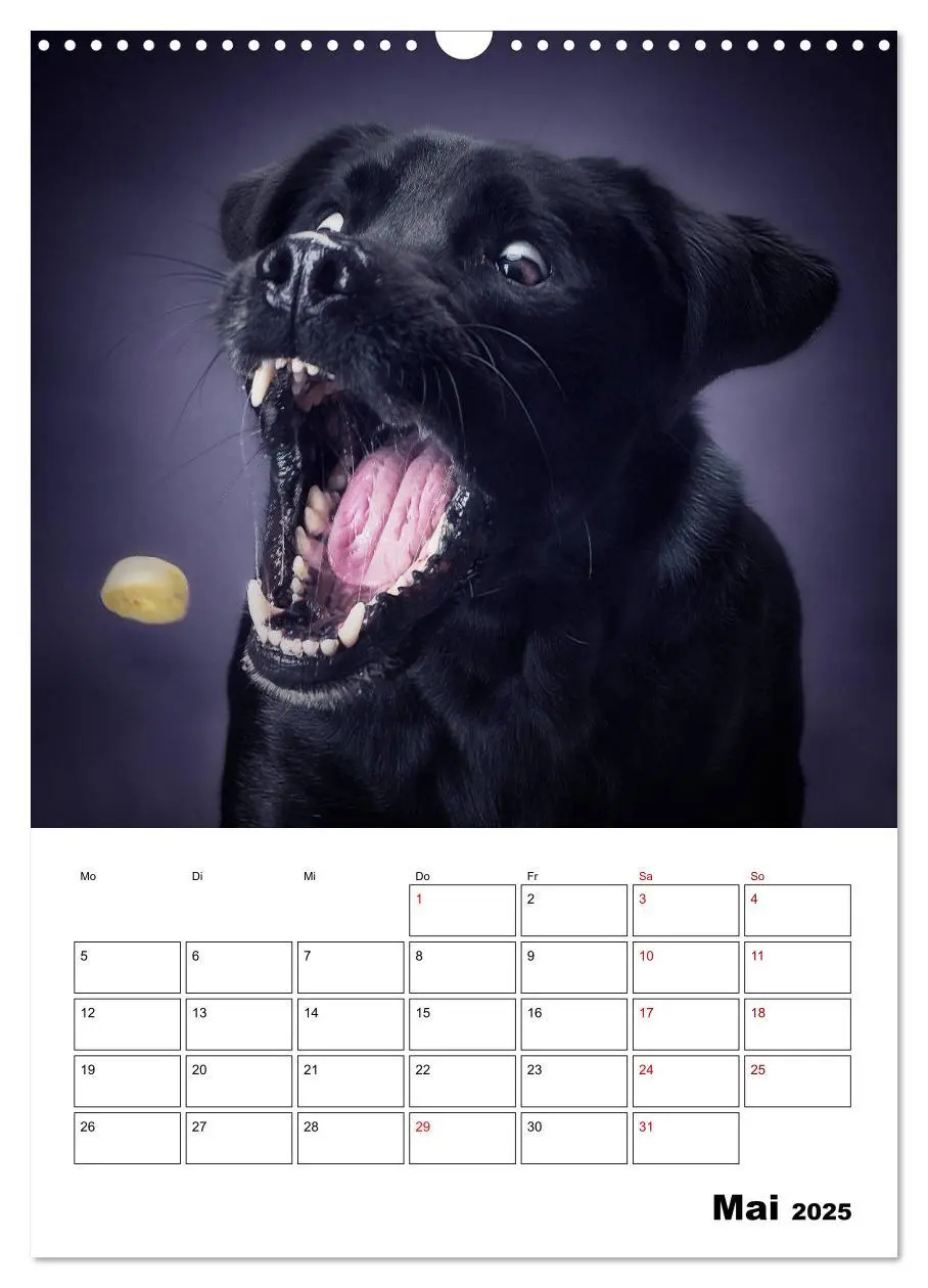 Bild: 9783435981458 | Fang das Leckerli (Wandkalender 2025 DIN A3 hoch), CALVENDO...