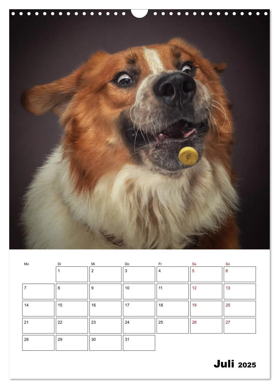 Bild: 9783435981458 | Fang das Leckerli (Wandkalender 2025 DIN A3 hoch), CALVENDO...