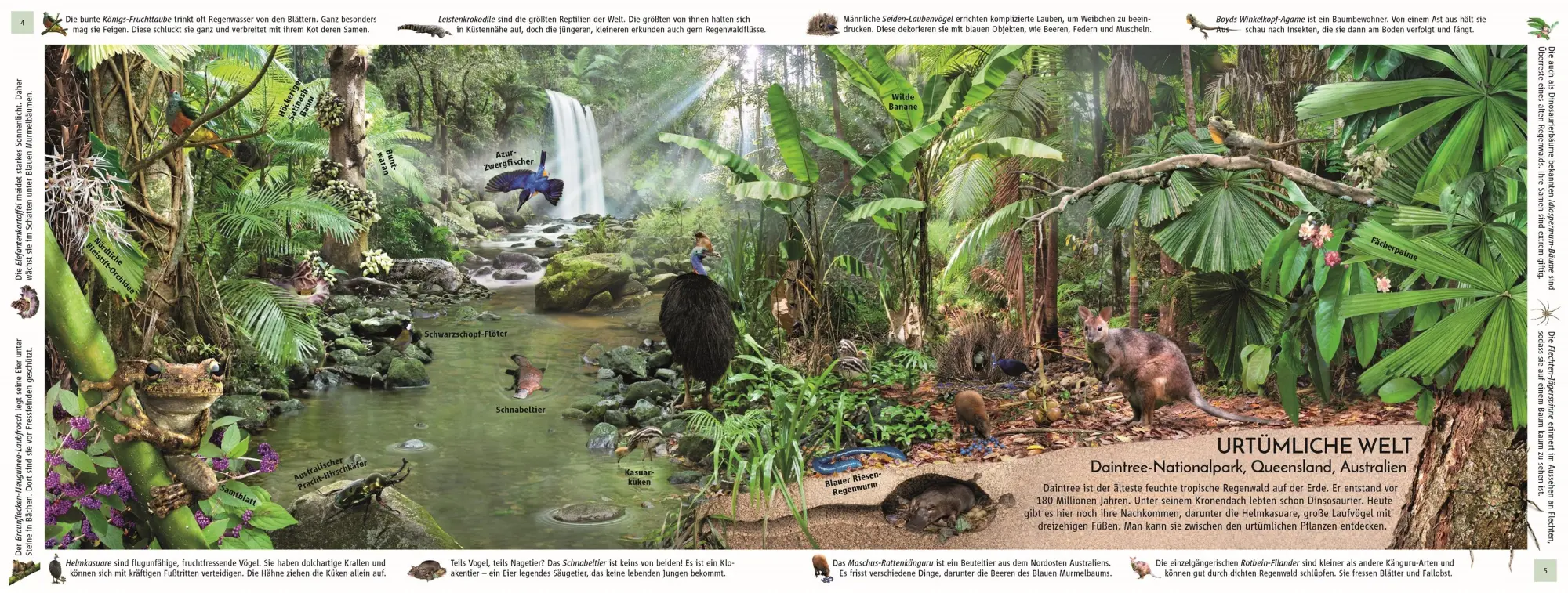 Bild: 9783831051458 | Regenwald | Michael Leach (u. a.) | Buch | 32 S. | Deutsch | 2025