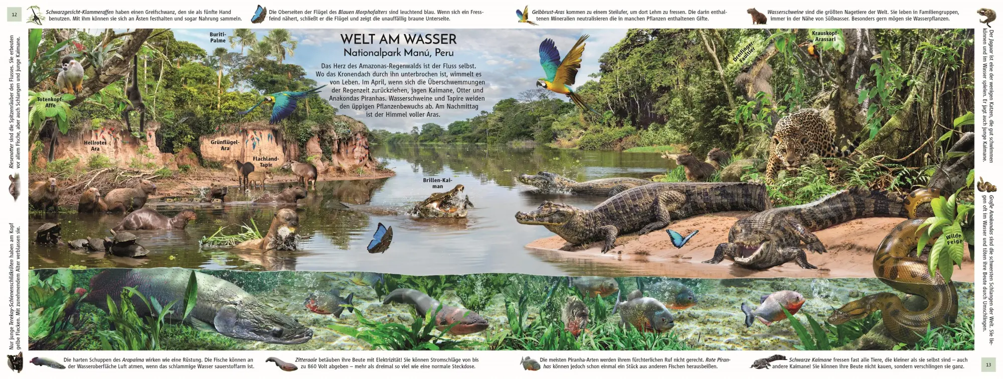 Bild: 9783831051458 | Regenwald | Michael Leach (u. a.) | Buch | 32 S. | Deutsch | 2025