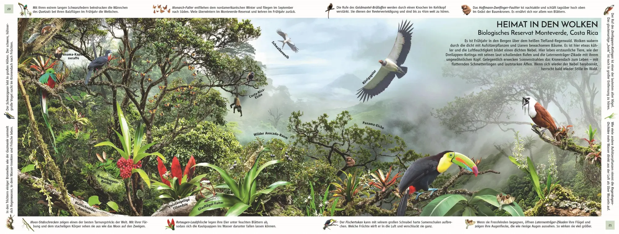 Bild: 9783831051458 | Regenwald | Michael Leach (u. a.) | Buch | 32 S. | Deutsch | 2025