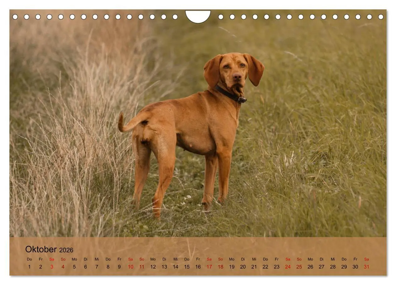Bild: 9783457821558 | Magyar Vizsla - Ungarischer Vorstehhund (Wandkalender 2026 DIN A4...