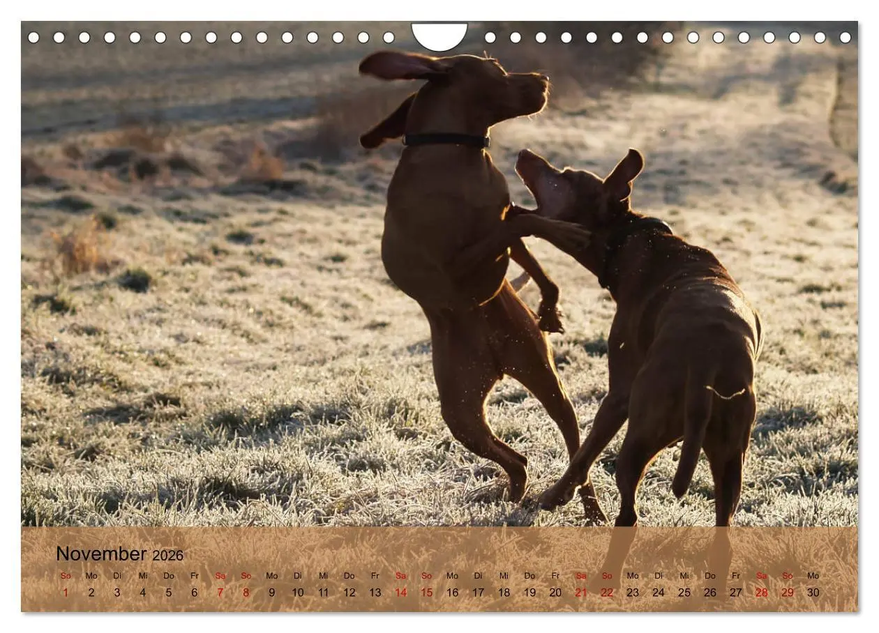 Bild: 9783457821558 | Magyar Vizsla - Ungarischer Vorstehhund (Wandkalender 2026 DIN A4...
