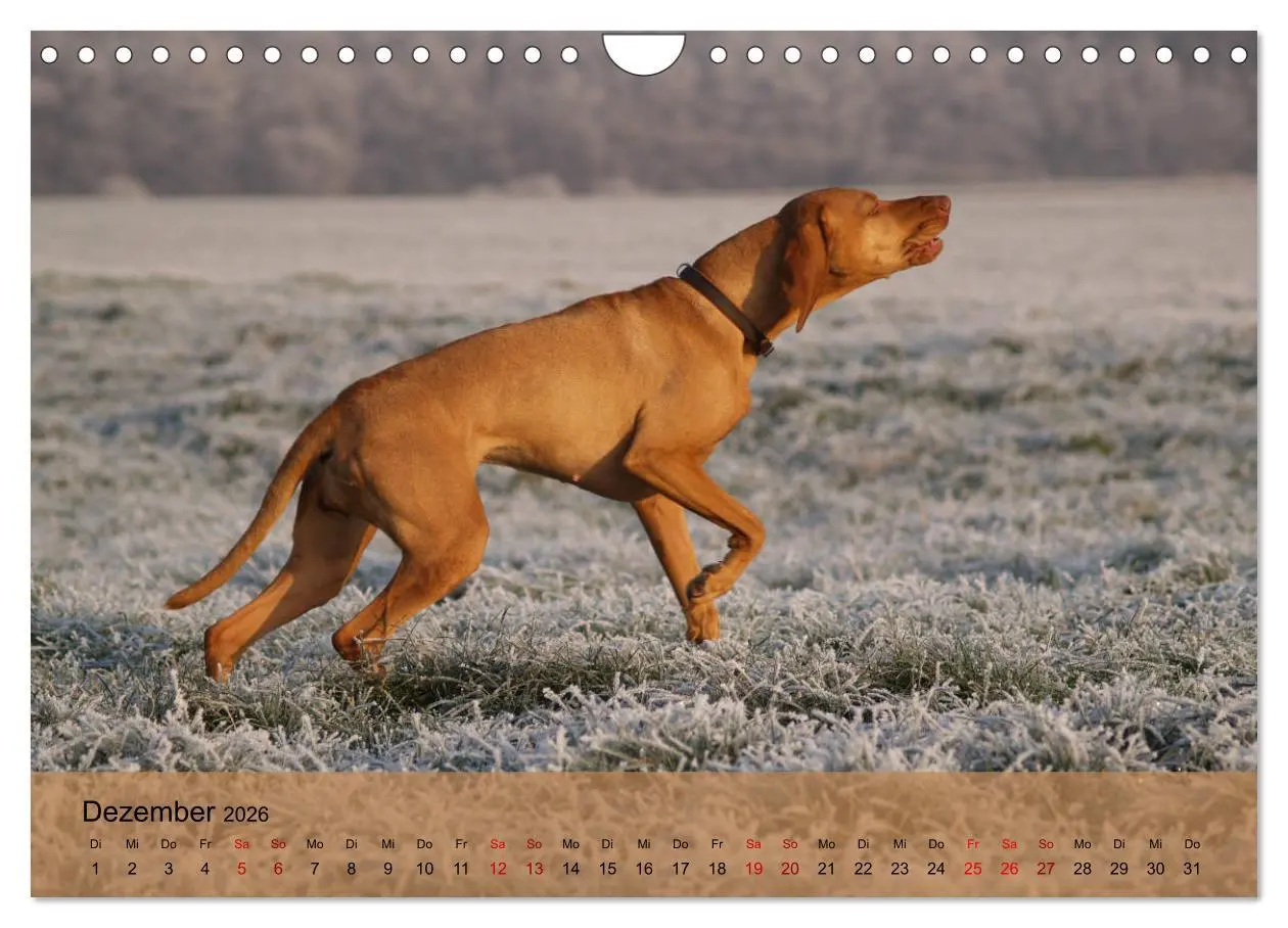 Bild: 9783457821558 | Magyar Vizsla - Ungarischer Vorstehhund (Wandkalender 2026 DIN A4...