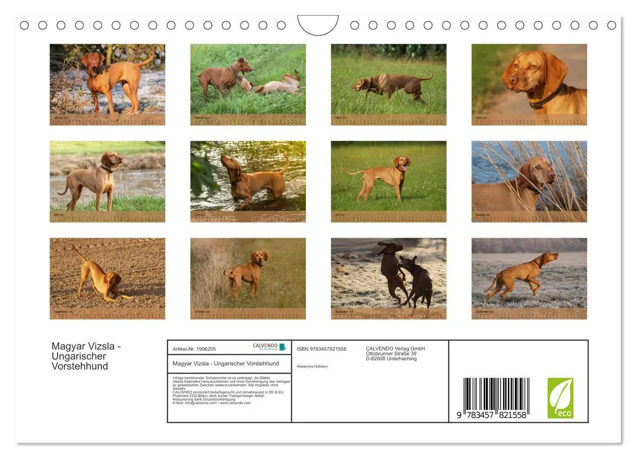 Bild: 9783457821558 | Magyar Vizsla - Ungarischer Vorstehhund (Wandkalender 2026 DIN A4...