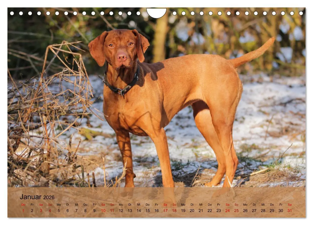 Bild: 9783457821558 | Magyar Vizsla - Ungarischer Vorstehhund (Wandkalender 2026 DIN A4...