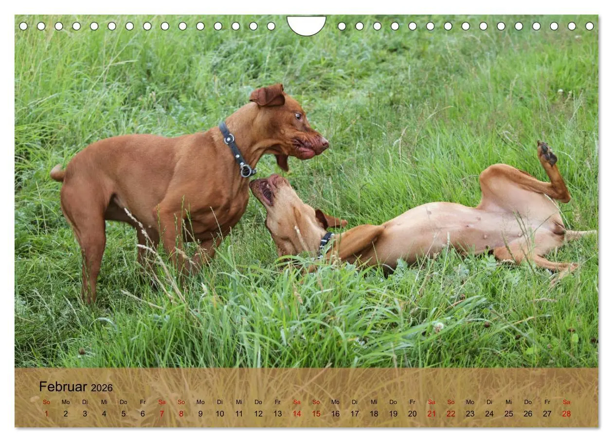 Bild: 9783457821558 | Magyar Vizsla - Ungarischer Vorstehhund (Wandkalender 2026 DIN A4...