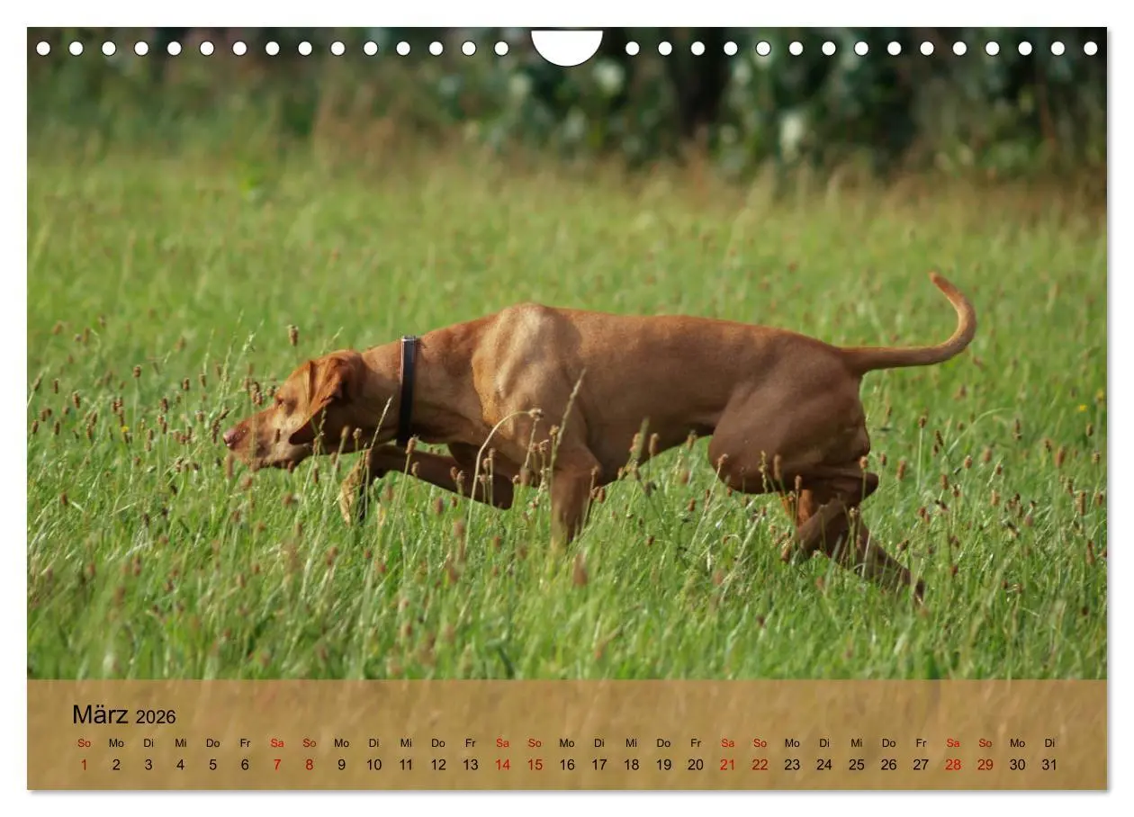 Bild: 9783457821558 | Magyar Vizsla - Ungarischer Vorstehhund (Wandkalender 2026 DIN A4...