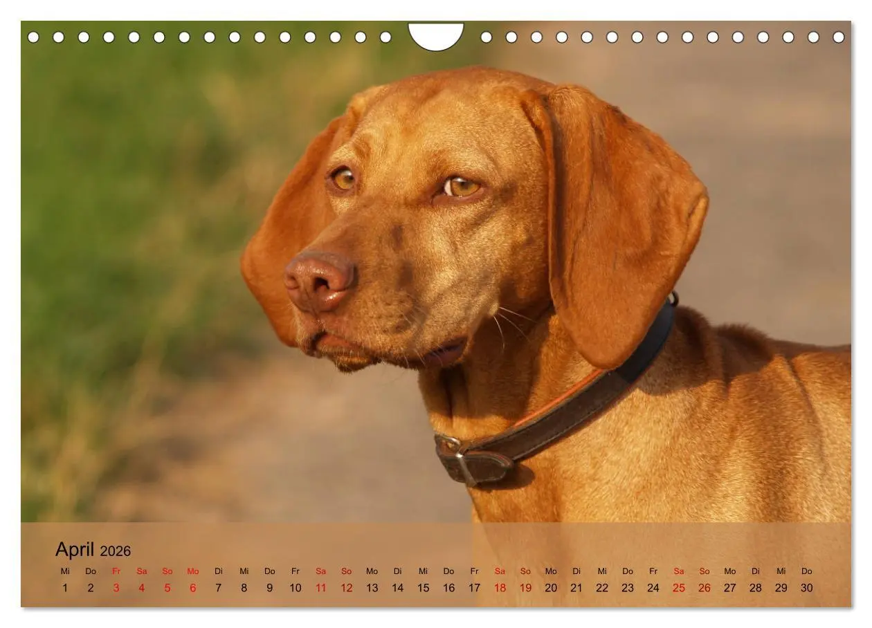 Bild: 9783457821558 | Magyar Vizsla - Ungarischer Vorstehhund (Wandkalender 2026 DIN A4...