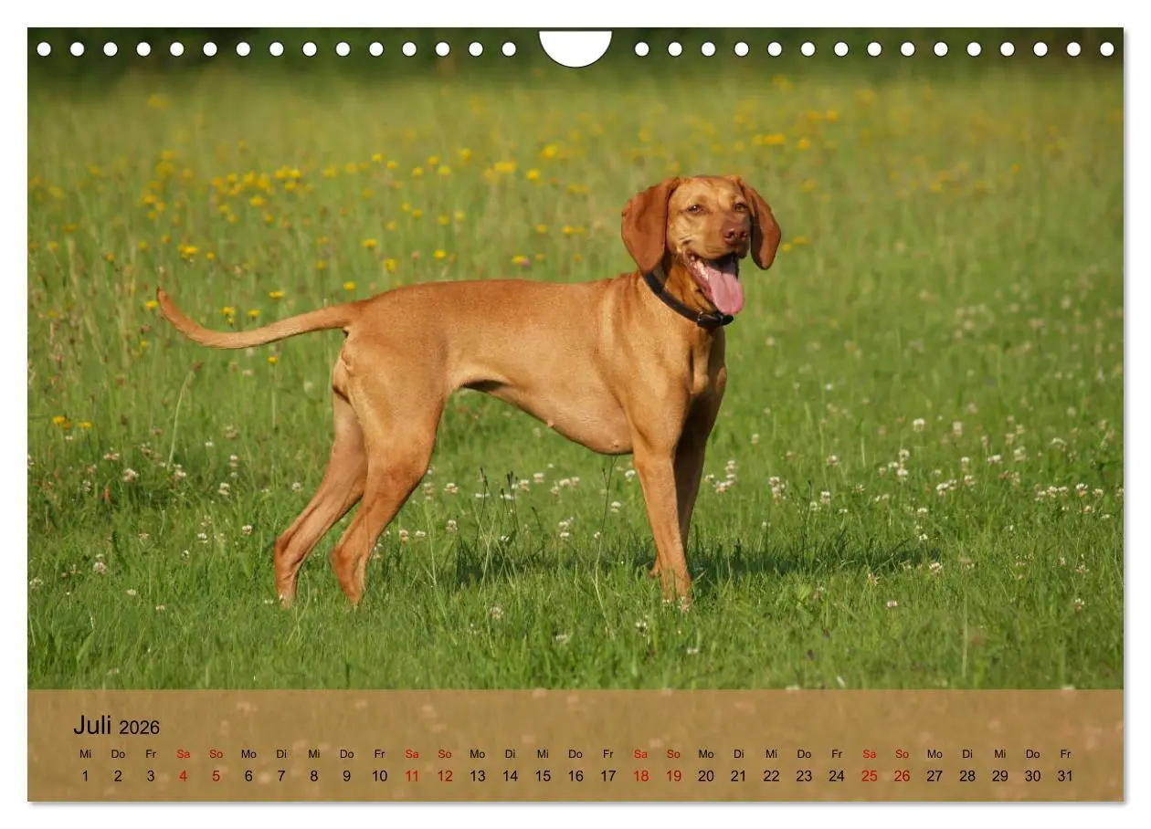 Bild: 9783457821558 | Magyar Vizsla - Ungarischer Vorstehhund (Wandkalender 2026 DIN A4...