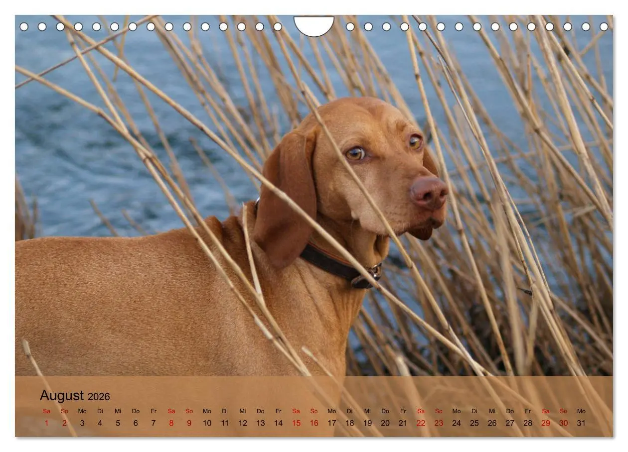 Bild: 9783457821558 | Magyar Vizsla - Ungarischer Vorstehhund (Wandkalender 2026 DIN A4...