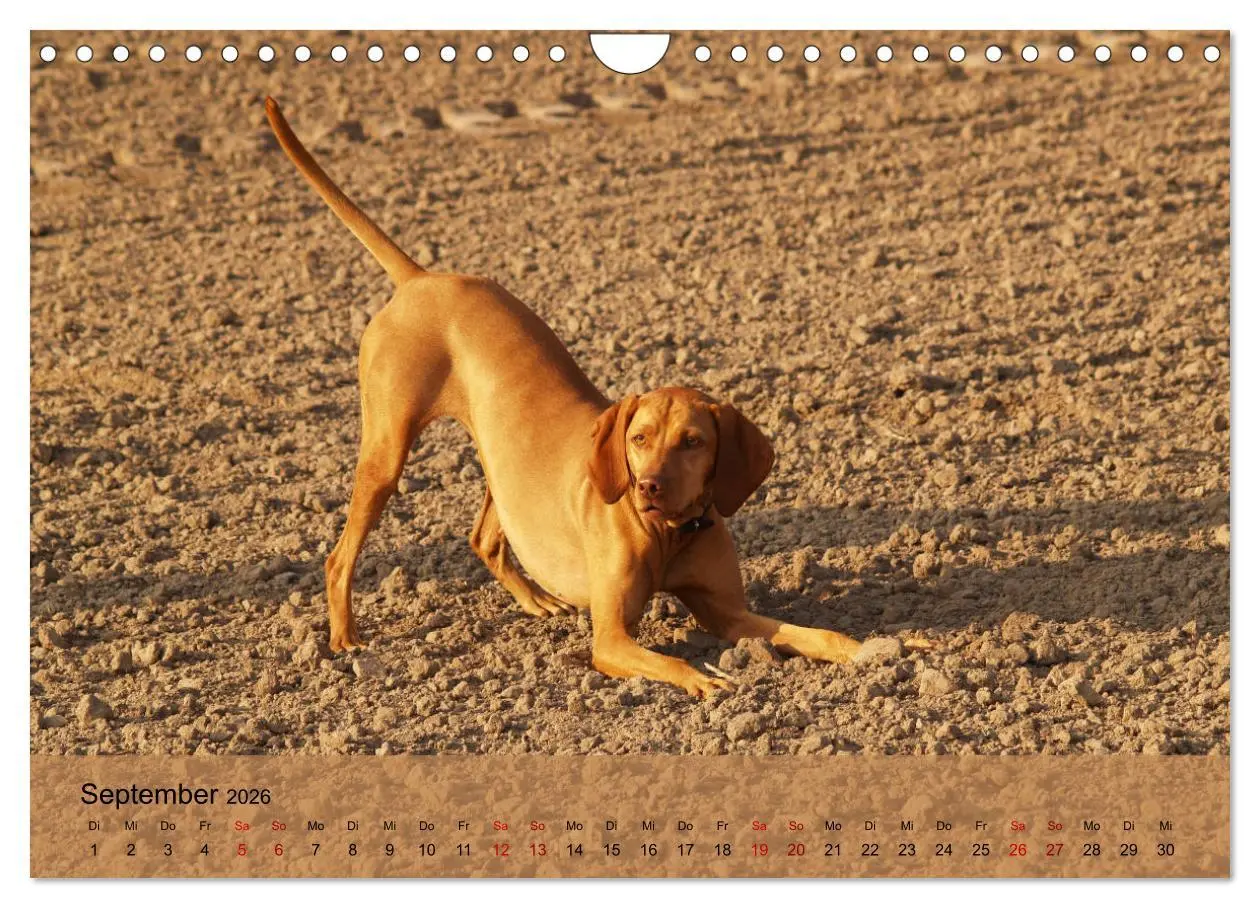 Bild: 9783457821558 | Magyar Vizsla - Ungarischer Vorstehhund (Wandkalender 2026 DIN A4...