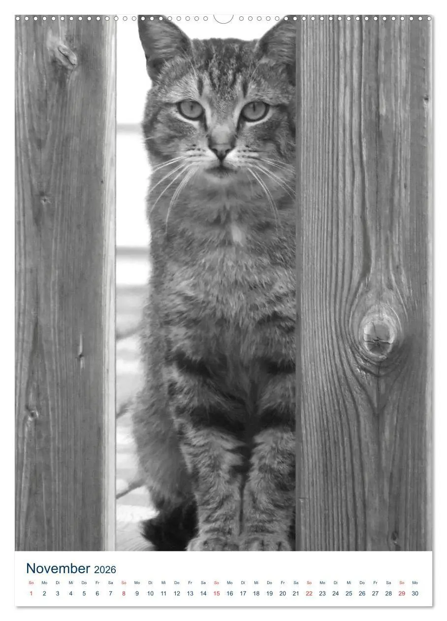 Bild: 9783516391558 | Wilde Katzen - Korsikas Samtpfoten (Wandkalender 2026 DIN A2 hoch),...