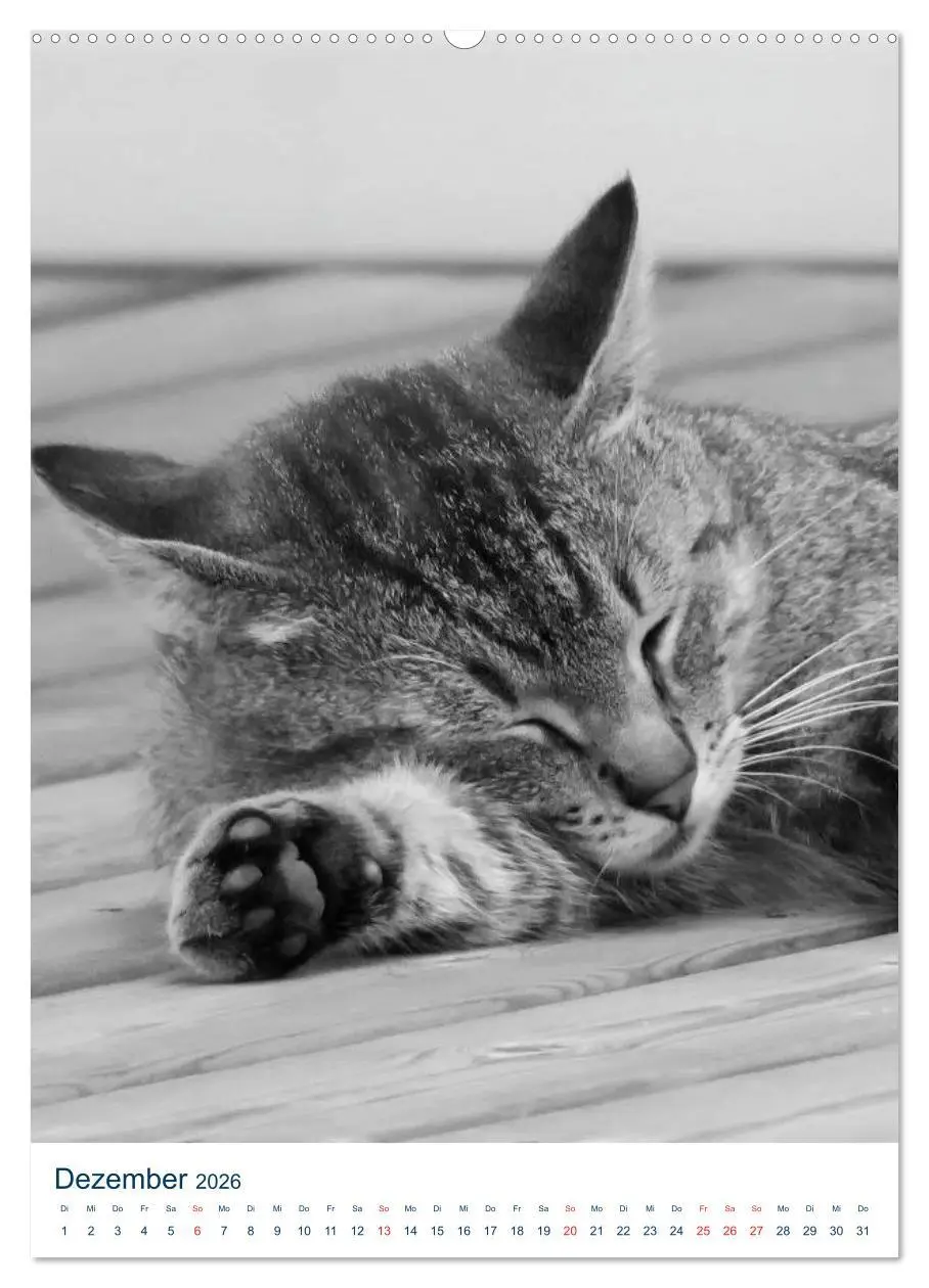 Bild: 9783516391558 | Wilde Katzen - Korsikas Samtpfoten (Wandkalender 2026 DIN A2 hoch),...