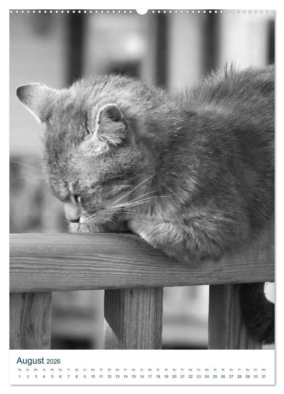 Bild: 9783516391558 | Wilde Katzen - Korsikas Samtpfoten (Wandkalender 2026 DIN A2 hoch),...