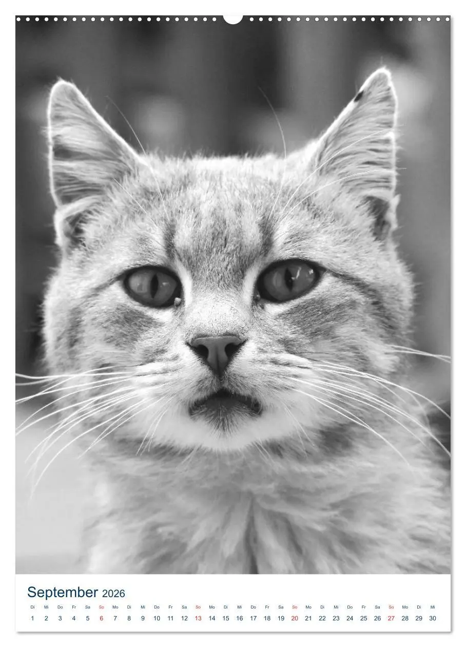 Bild: 9783516391558 | Wilde Katzen - Korsikas Samtpfoten (Wandkalender 2026 DIN A2 hoch),...