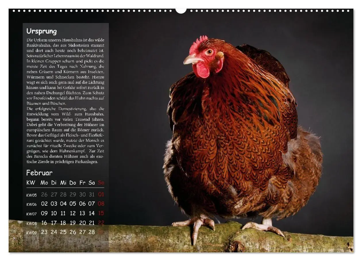 Bild: 9783516691658 | Von der Einzigartigkeit der Hühner 2026 (hochwertiger Premium...