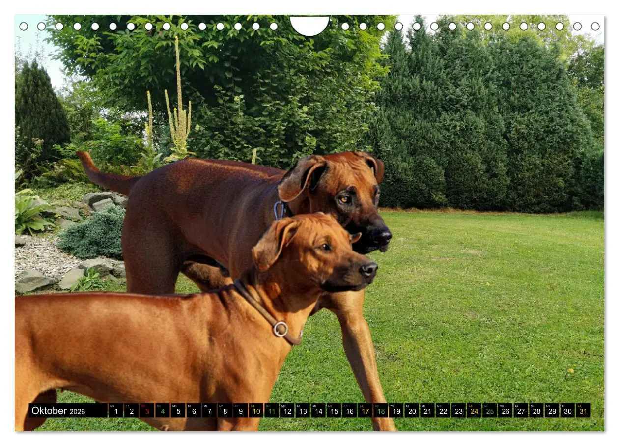 Bild: 9783457591758 | Rhodesian Ridgeback - Ausdrucksstarke Gesichter (Wandkalender 2026...