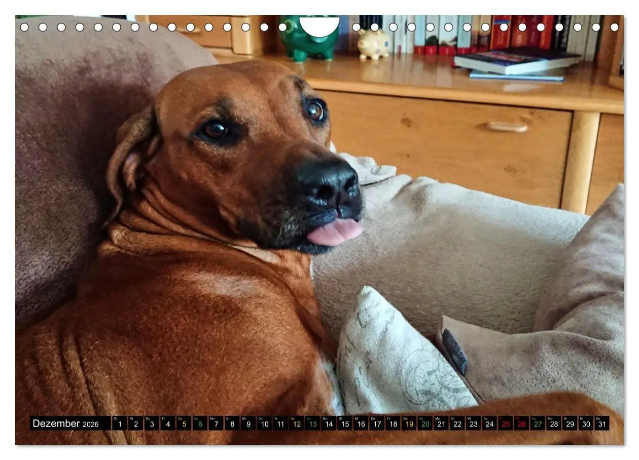 Bild: 9783457591758 | Rhodesian Ridgeback - Ausdrucksstarke Gesichter (Wandkalender 2026...