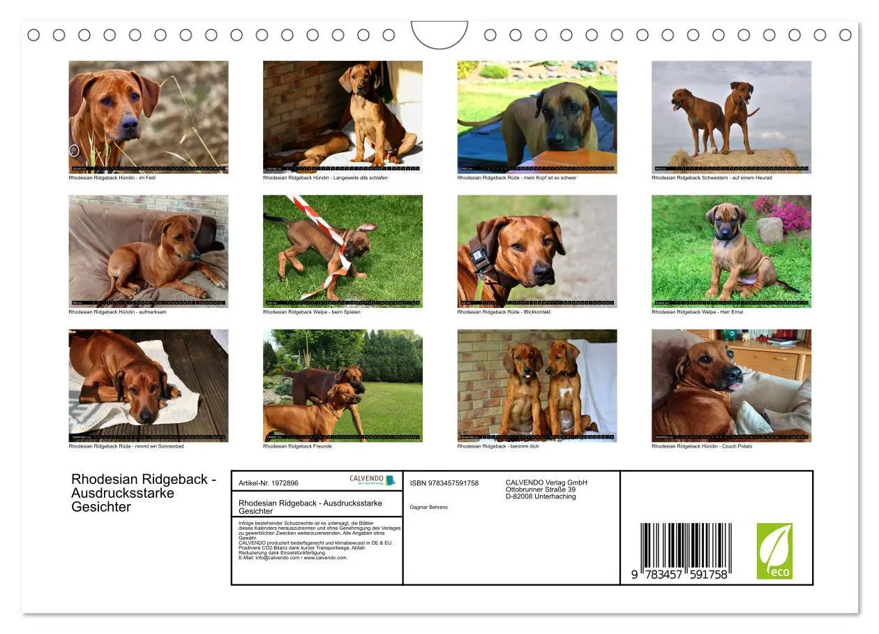 Bild: 9783457591758 | Rhodesian Ridgeback - Ausdrucksstarke Gesichter (Wandkalender 2026...
