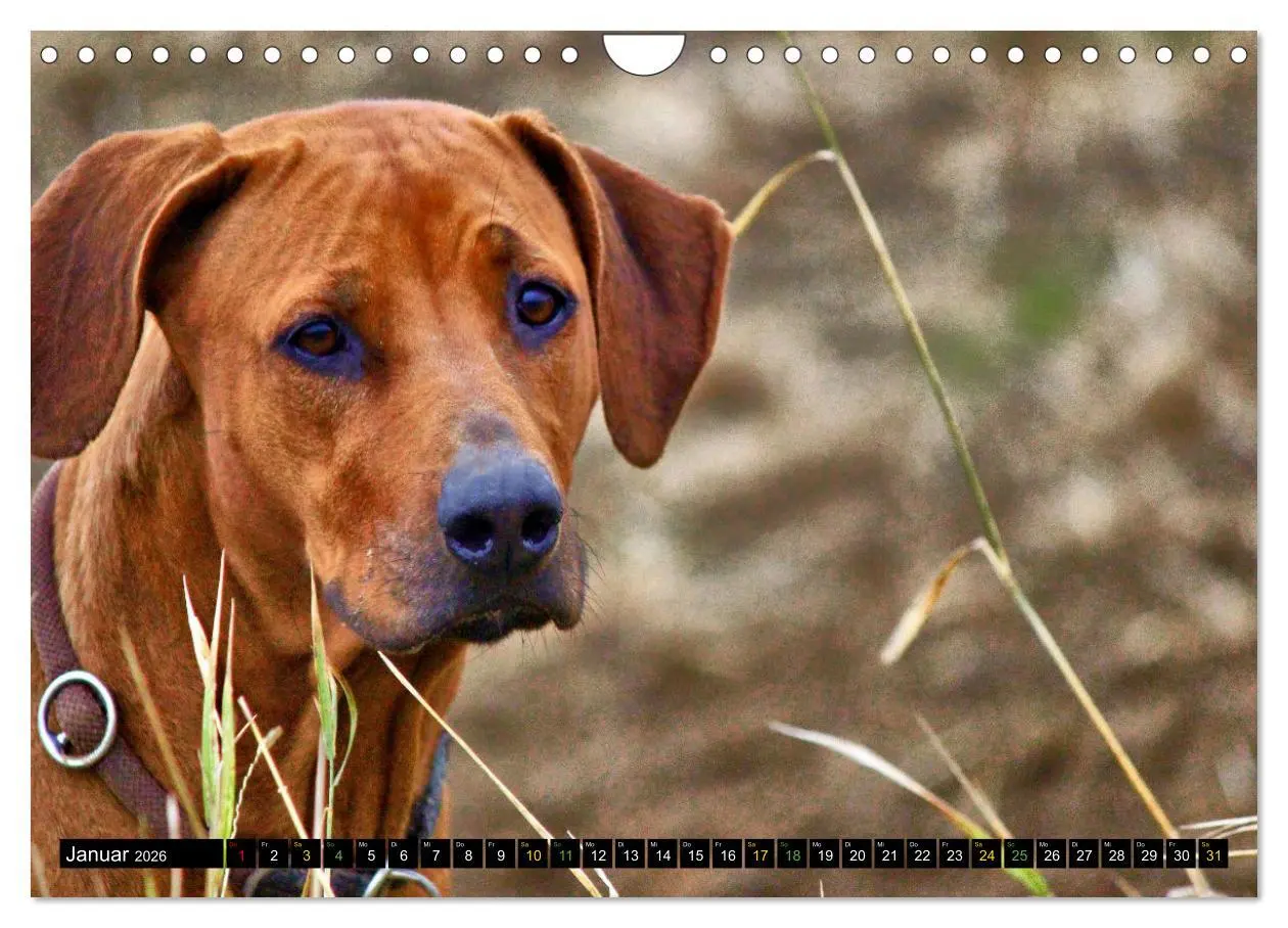 Bild: 9783457591758 | Rhodesian Ridgeback - Ausdrucksstarke Gesichter (Wandkalender 2026...