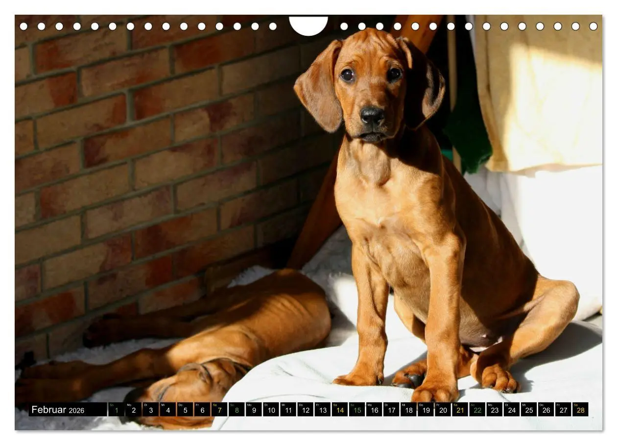 Bild: 9783457591758 | Rhodesian Ridgeback - Ausdrucksstarke Gesichter (Wandkalender 2026...
