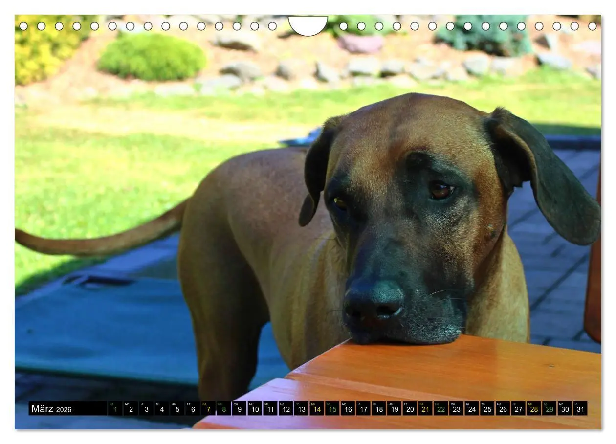 Bild: 9783457591758 | Rhodesian Ridgeback - Ausdrucksstarke Gesichter (Wandkalender 2026...