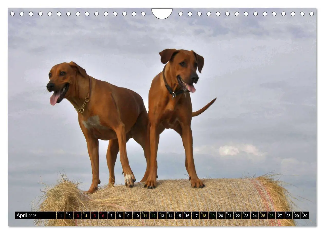 Bild: 9783457591758 | Rhodesian Ridgeback - Ausdrucksstarke Gesichter (Wandkalender 2026...