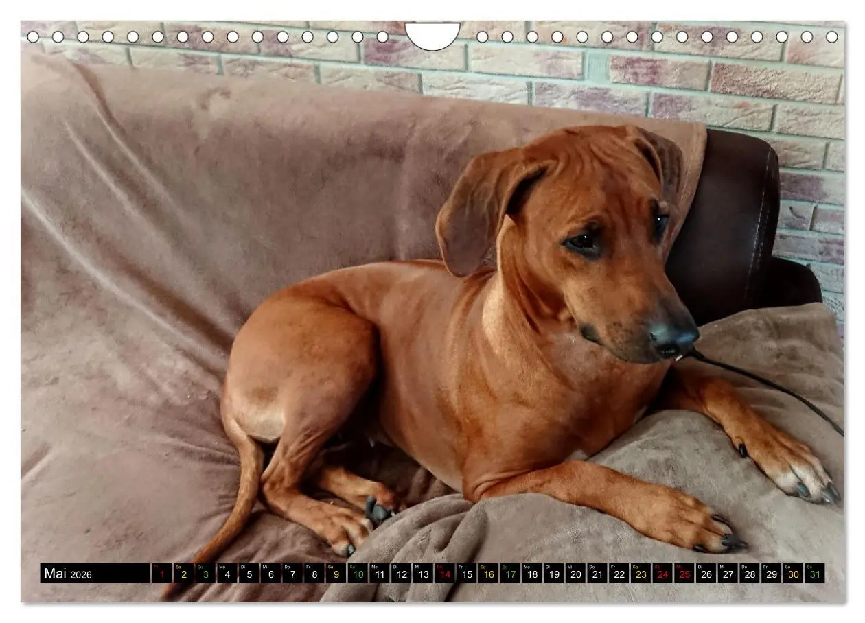 Bild: 9783457591758 | Rhodesian Ridgeback - Ausdrucksstarke Gesichter (Wandkalender 2026...