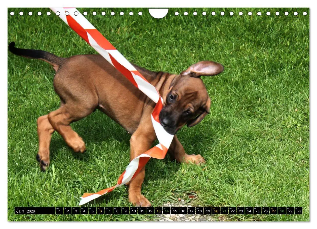 Bild: 9783457591758 | Rhodesian Ridgeback - Ausdrucksstarke Gesichter (Wandkalender 2026...